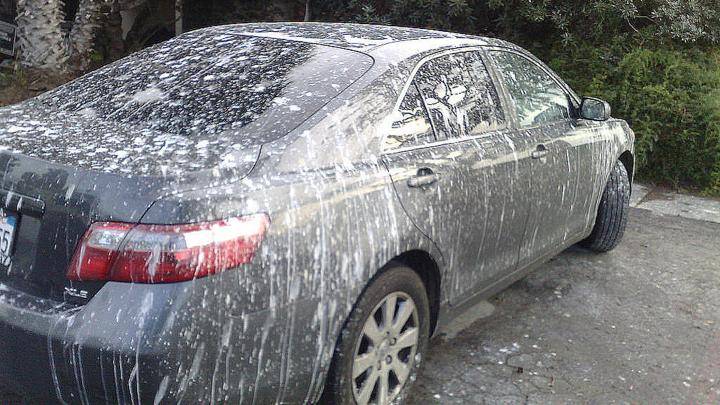 Pigeon-Poop On Car.jpg