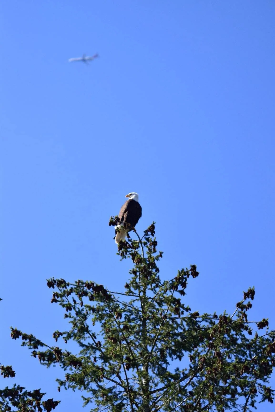 DSC_2087(1).JPG