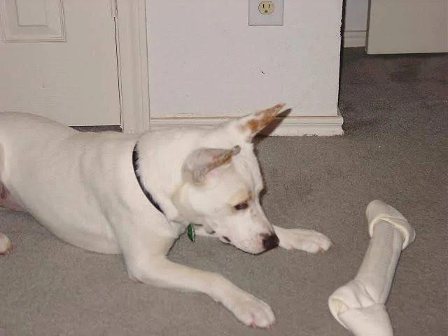 bone1.webp