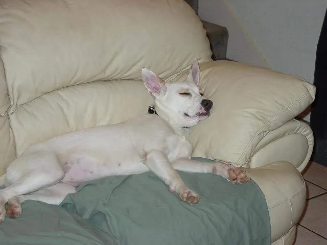 sofa1.webp