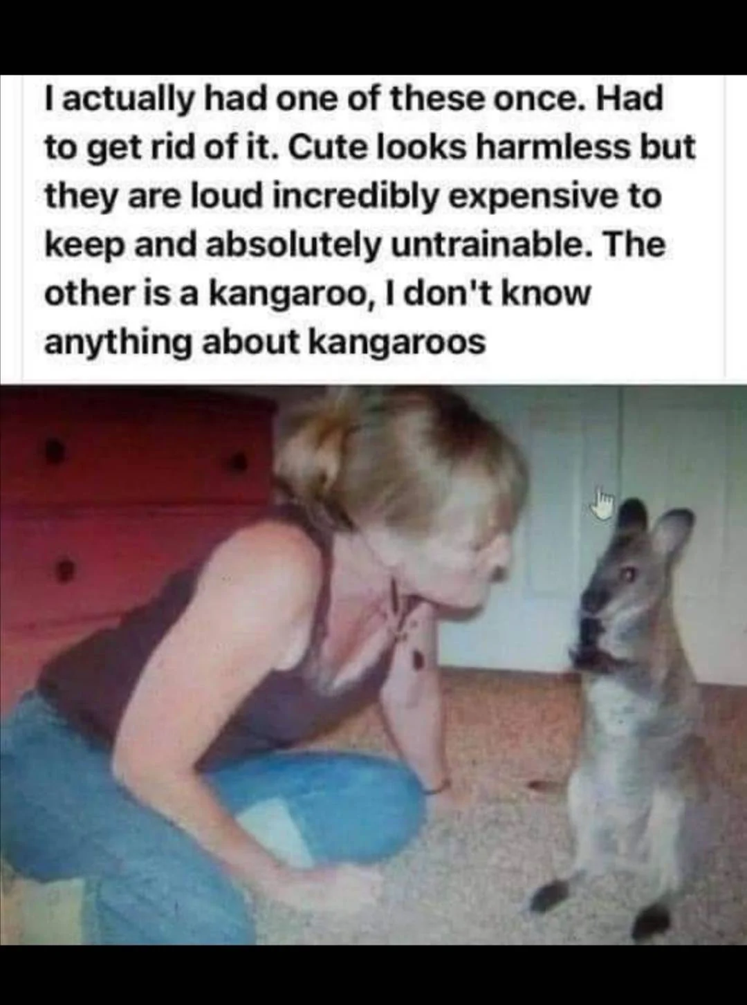 Kangaroo.webp