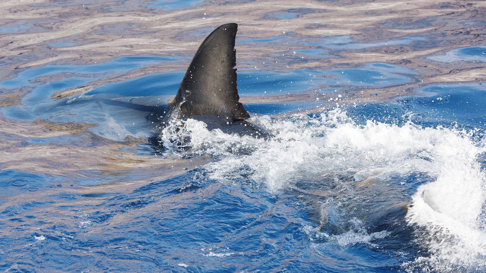 Shark Fin.jpg