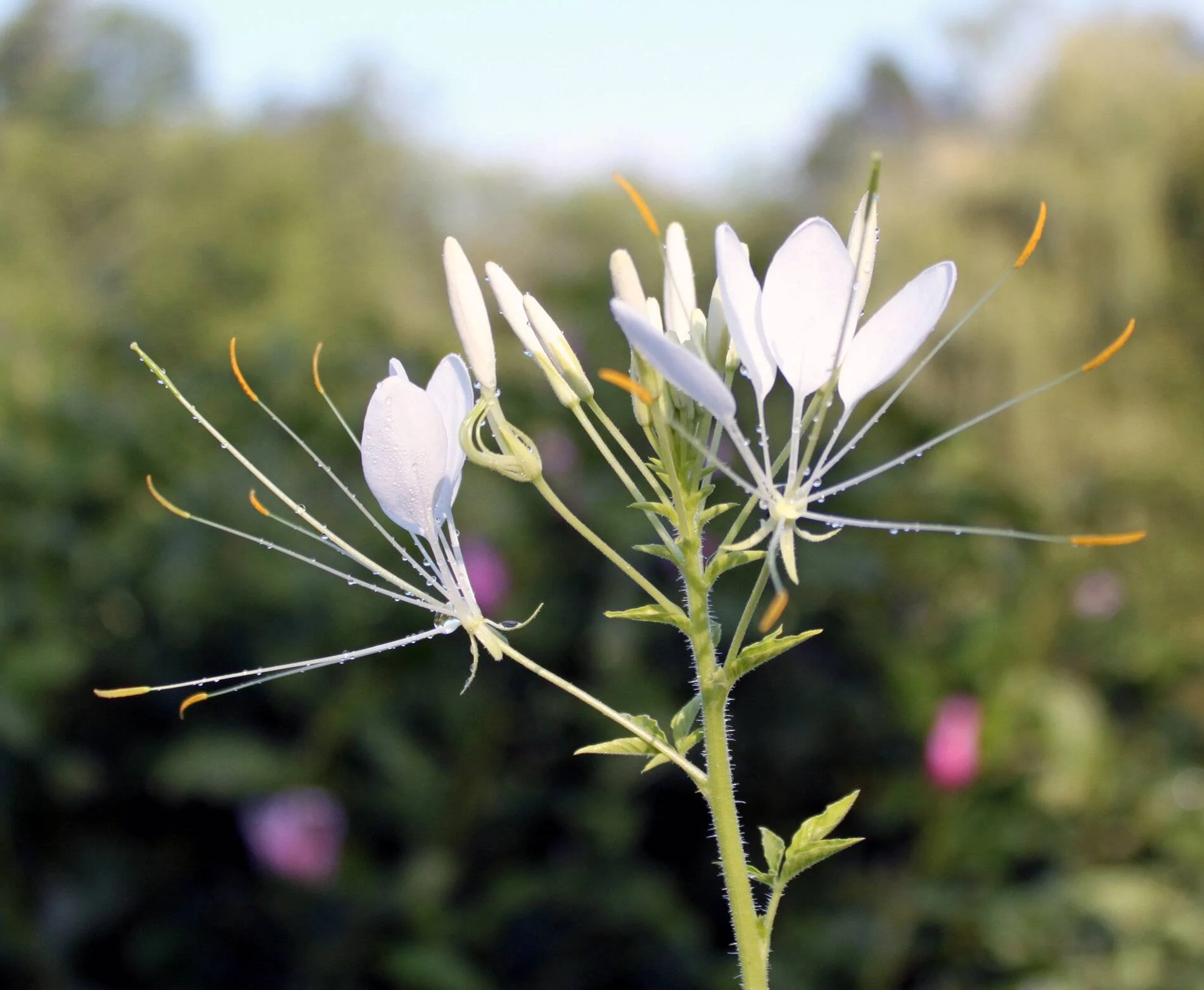 cleome1.webp