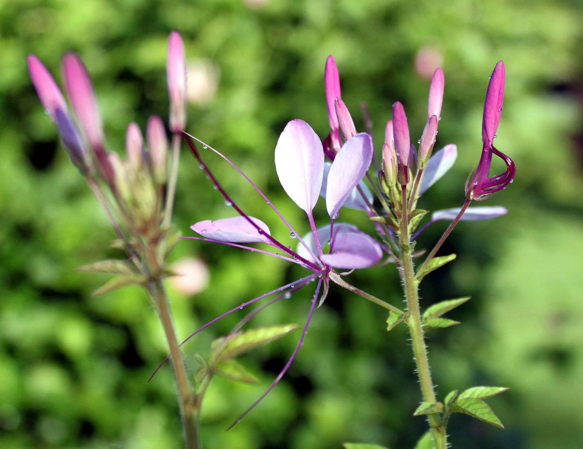 cleome3.webp