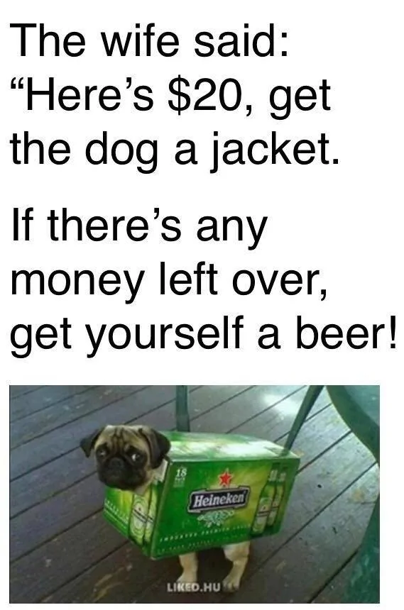 Get The Dog A Jacket.webp