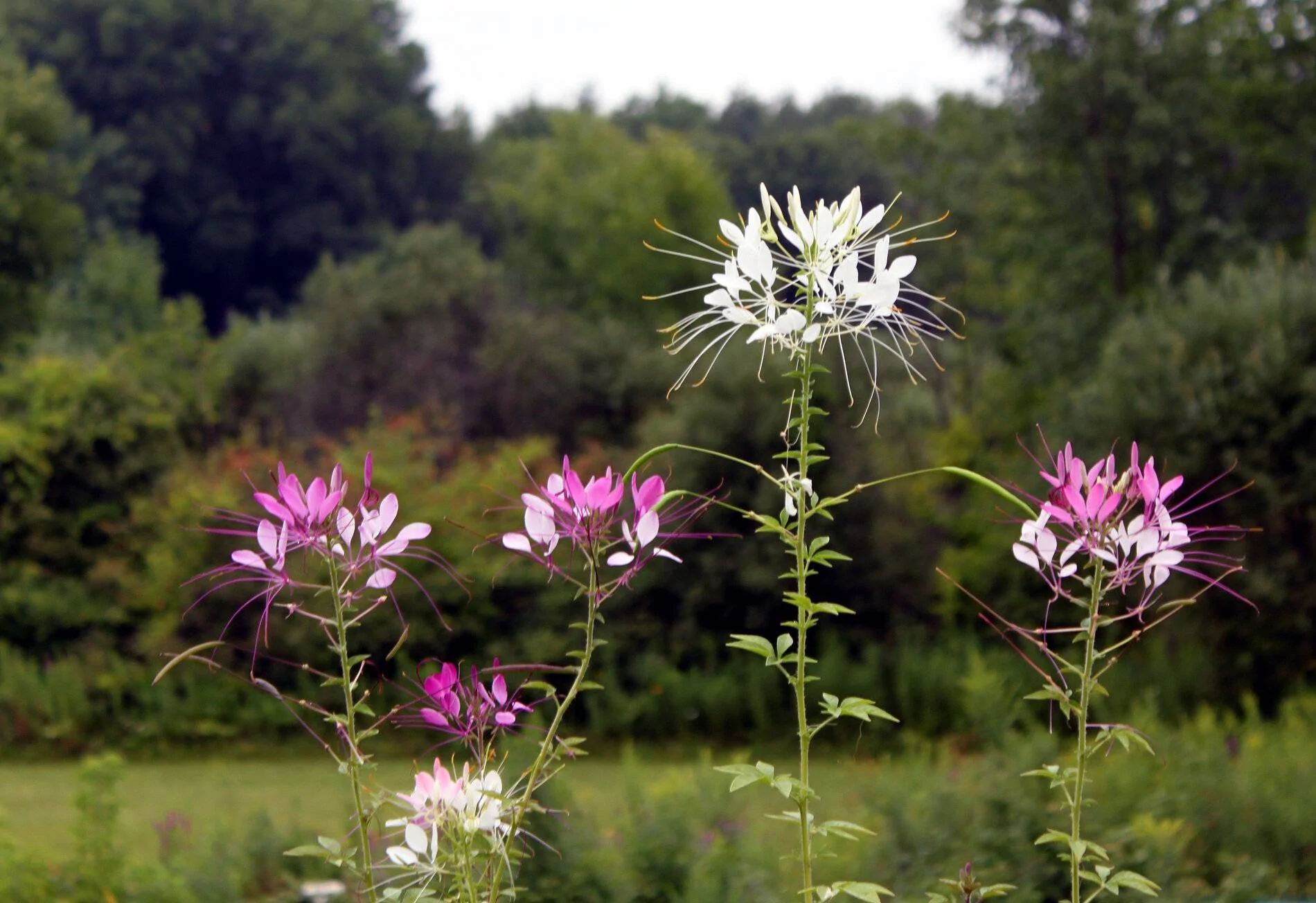 cleome5.webp