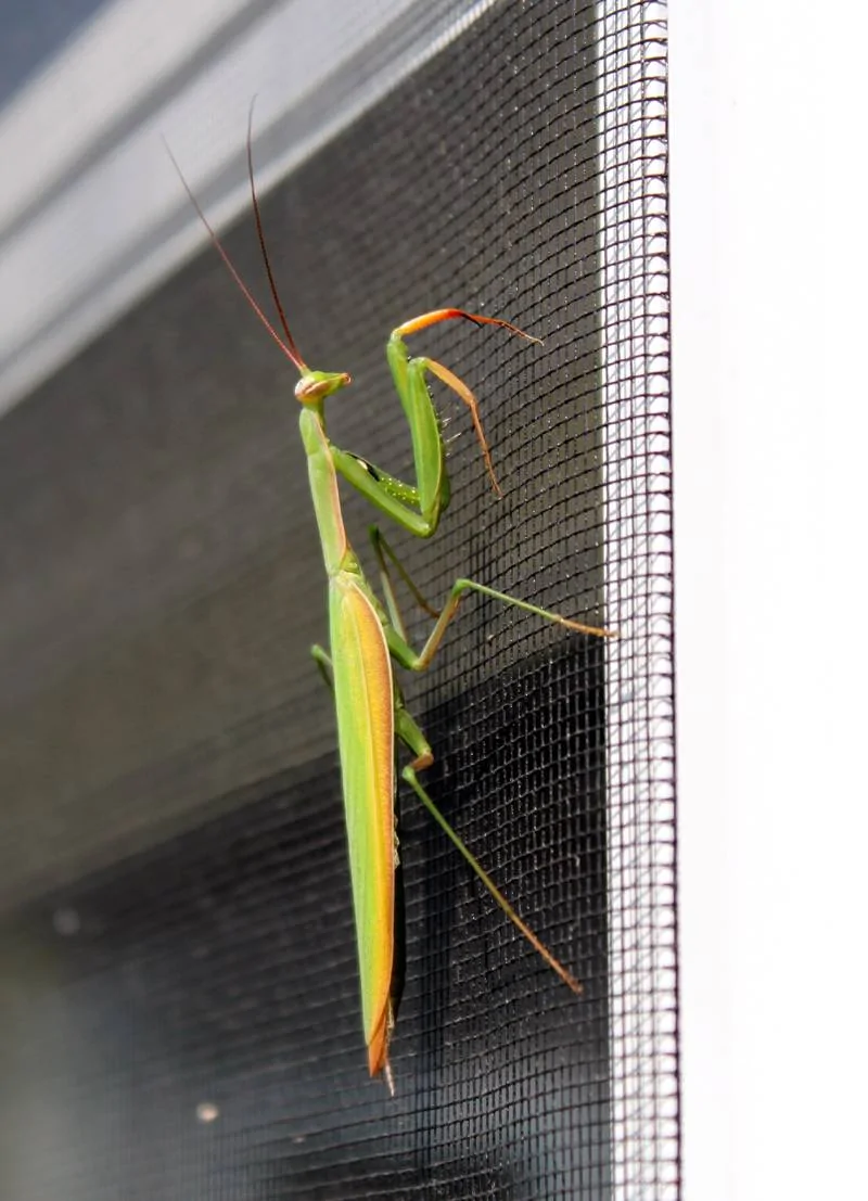 praying mantis.webp