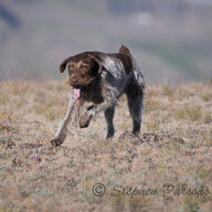 Wandering Sagebrush