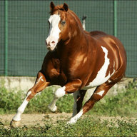 Texas Scout