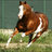 Texas Scout
